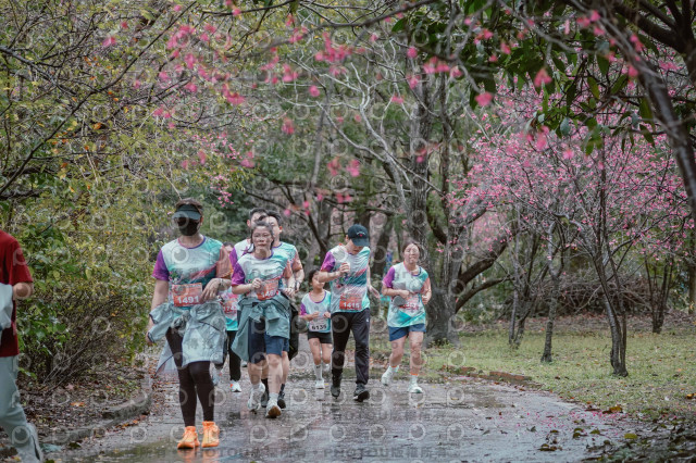 2026左岸竹東櫻花馬拉松Zhudong Sakura Marathon