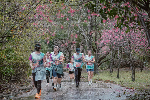 2026左岸竹東櫻花馬拉松Zhudong Sakura Marathon