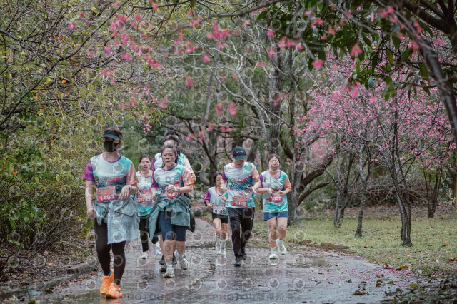 2026左岸竹東櫻花馬拉松Zhudong Sakura Marathon