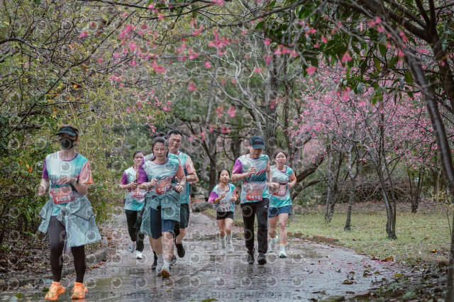 2026左岸竹東櫻花馬拉松Zhudong Sakura Marathon
