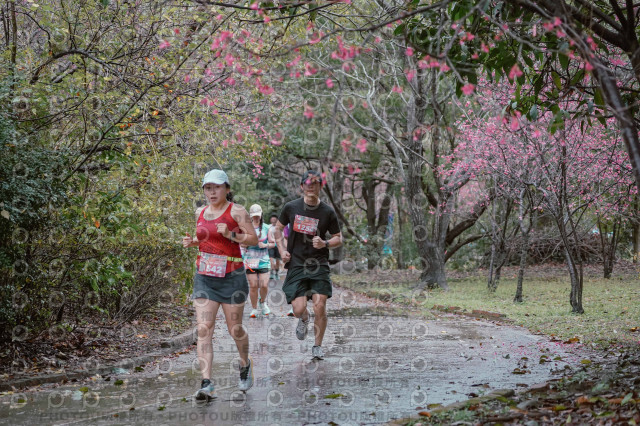 2026左岸竹東櫻花馬拉松Zhudong Sakura Marathon
