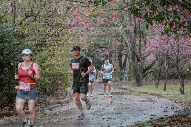 2026左岸竹東櫻花馬拉松Zhudong Sakura Marathon