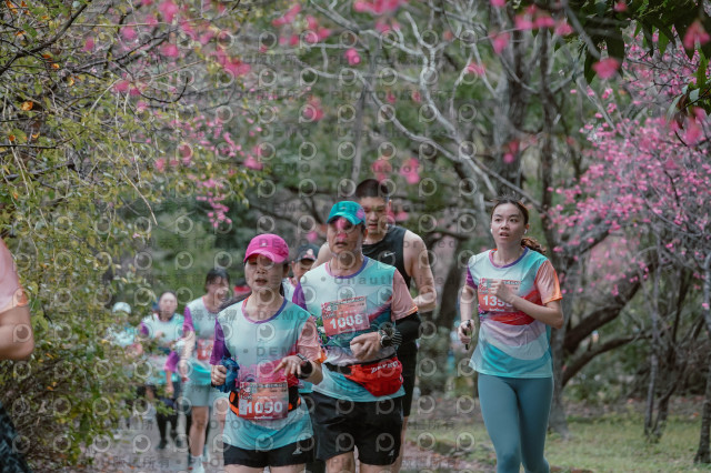 2026左岸竹東櫻花馬拉松Zhudong Sakura Marathon