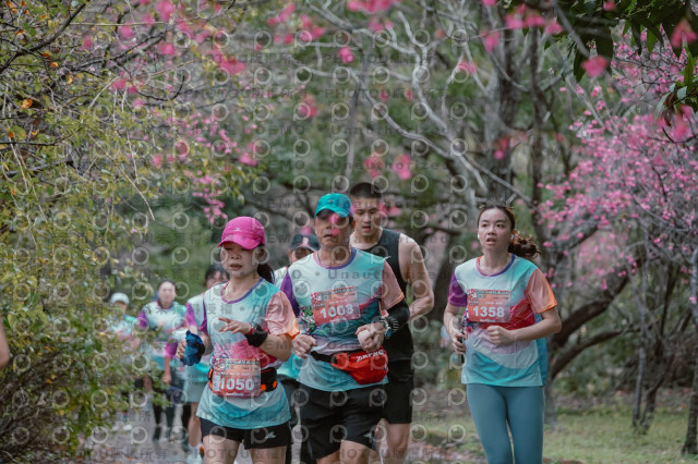 2026左岸竹東櫻花馬拉松Zhudong Sakura Marathon