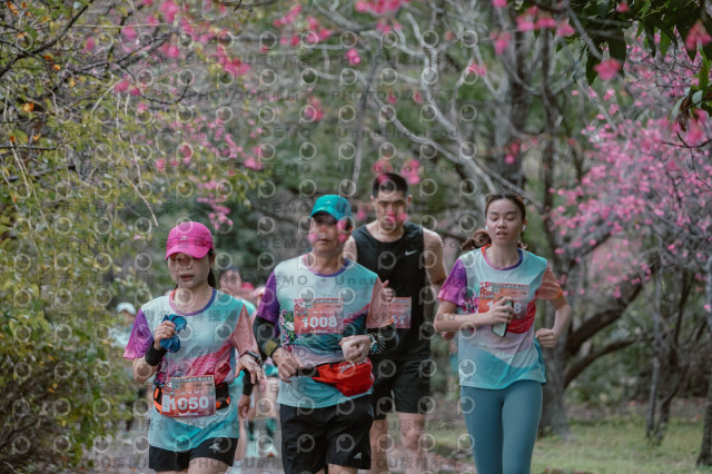 2026左岸竹東櫻花馬拉松Zhudong Sakura Marathon