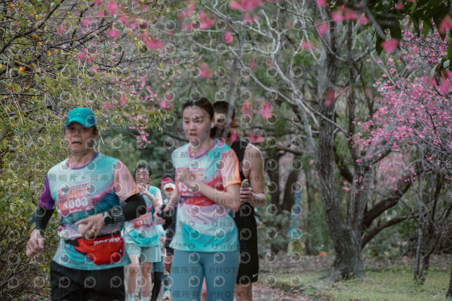 2026左岸竹東櫻花馬拉松Zhudong Sakura Marathon