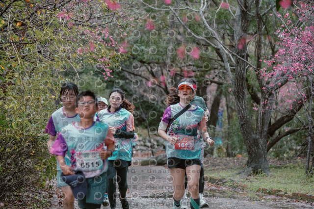 2026左岸竹東櫻花馬拉松Zhudong Sakura Marathon