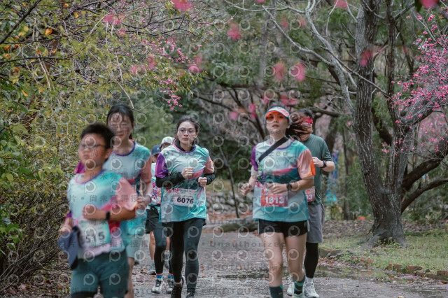 2026左岸竹東櫻花馬拉松Zhudong Sakura Marathon