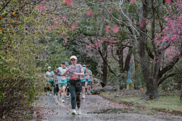 2026左岸竹東櫻花馬拉松Zhudong Sakura Marathon