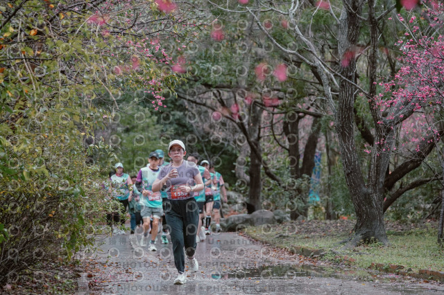 2026左岸竹東櫻花馬拉松Zhudong Sakura Marathon