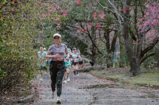 2026左岸竹東櫻花馬拉松Zhudong Sakura Marathon