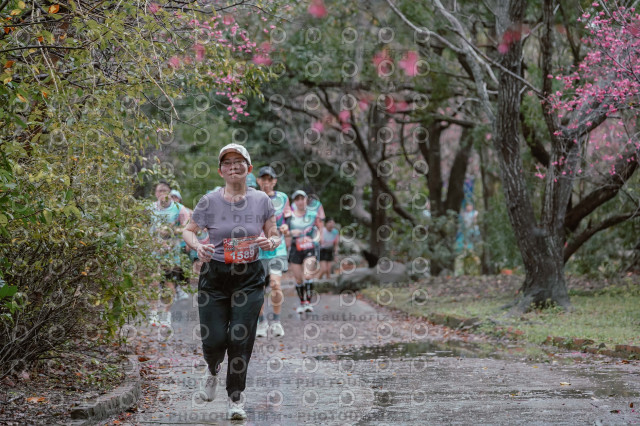 2026左岸竹東櫻花馬拉松Zhudong Sakura Marathon
