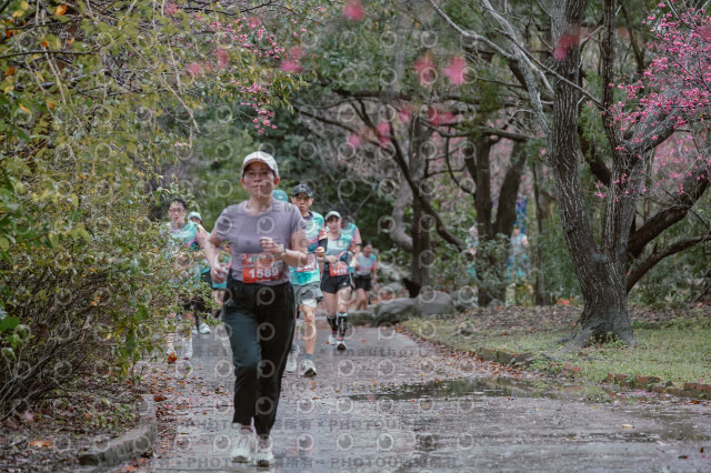 2026左岸竹東櫻花馬拉松Zhudong Sakura Marathon