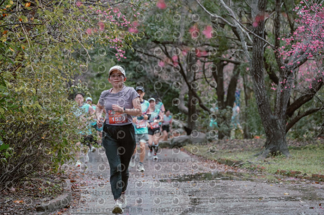 2026左岸竹東櫻花馬拉松Zhudong Sakura Marathon
