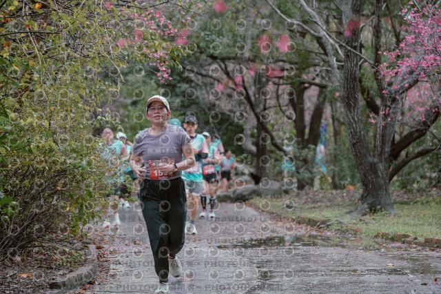 2026左岸竹東櫻花馬拉松Zhudong Sakura Marathon