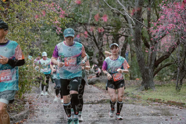 2026左岸竹東櫻花馬拉松Zhudong Sakura Marathon