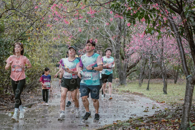 2026左岸竹東櫻花馬拉松Zhudong Sakura Marathon