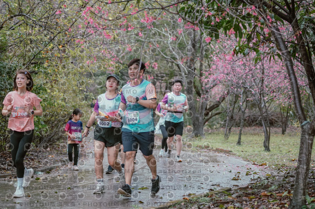 2026左岸竹東櫻花馬拉松Zhudong Sakura Marathon