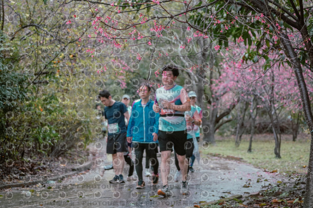 2026左岸竹東櫻花馬拉松Zhudong Sakura Marathon