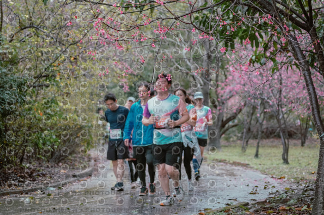 2026左岸竹東櫻花馬拉松Zhudong Sakura Marathon