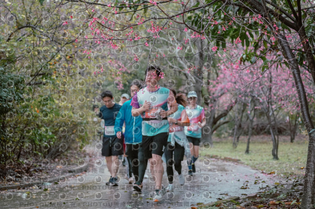 2026左岸竹東櫻花馬拉松Zhudong Sakura Marathon