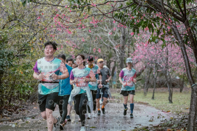 2026左岸竹東櫻花馬拉松Zhudong Sakura Marathon