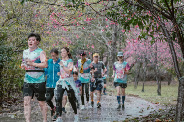 2026左岸竹東櫻花馬拉松Zhudong Sakura Marathon