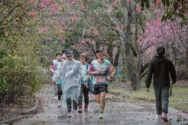 2026左岸竹東櫻花馬拉松Zhudong Sakura Marathon