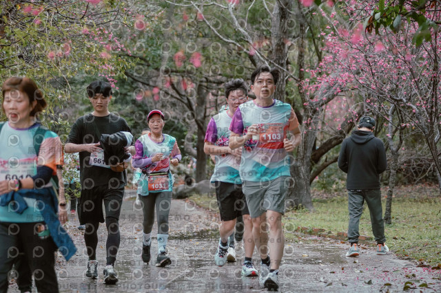 2026左岸竹東櫻花馬拉松Zhudong Sakura Marathon