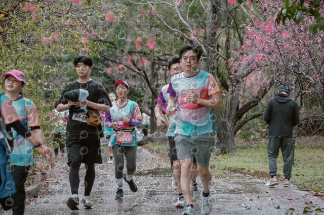 2026左岸竹東櫻花馬拉松Zhudong Sakura Marathon