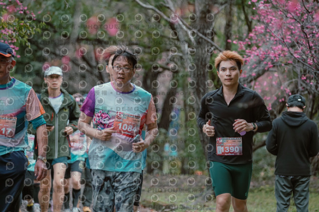 2026左岸竹東櫻花馬拉松Zhudong Sakura Marathon