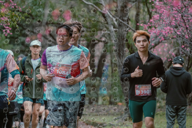 2026左岸竹東櫻花馬拉松Zhudong Sakura Marathon