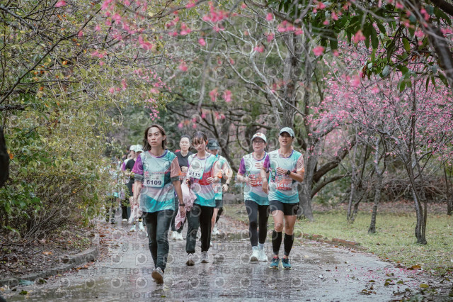 2026左岸竹東櫻花馬拉松Zhudong Sakura Marathon