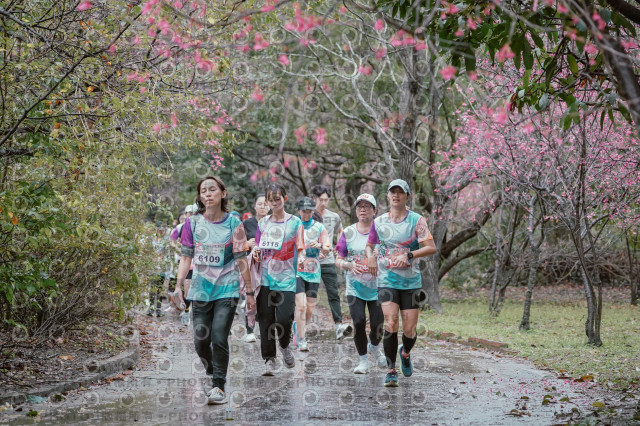 2026左岸竹東櫻花馬拉松Zhudong Sakura Marathon