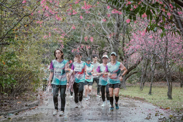 2026左岸竹東櫻花馬拉松Zhudong Sakura Marathon