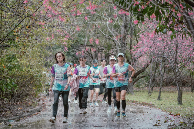 2026左岸竹東櫻花馬拉松Zhudong Sakura Marathon