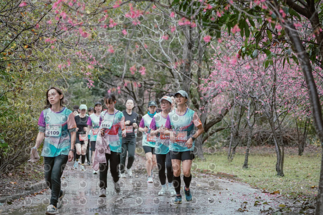 2026左岸竹東櫻花馬拉松Zhudong Sakura Marathon