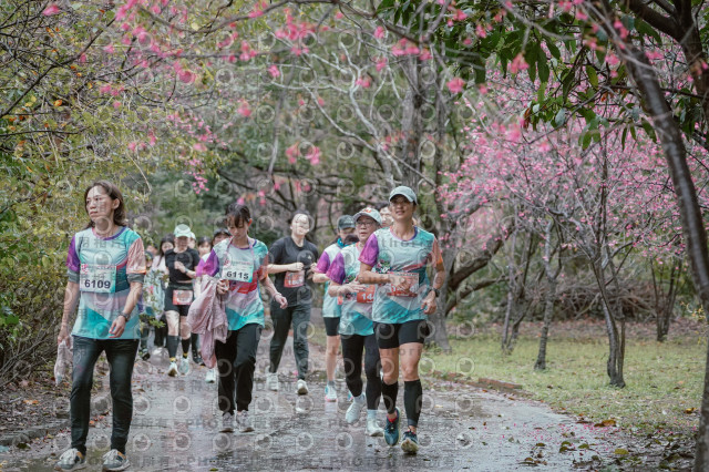 2026左岸竹東櫻花馬拉松Zhudong Sakura Marathon