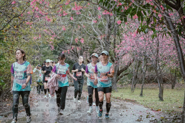 2026左岸竹東櫻花馬拉松Zhudong Sakura Marathon