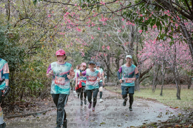 2026左岸竹東櫻花馬拉松Zhudong Sakura Marathon