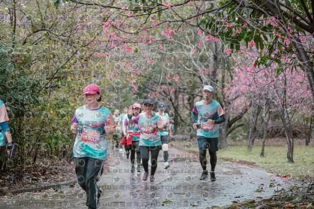 2026左岸竹東櫻花馬拉松Zhudong Sakura Marathon