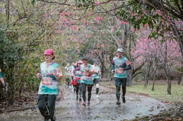 2026左岸竹東櫻花馬拉松Zhudong Sakura Marathon