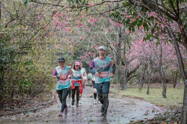 2026左岸竹東櫻花馬拉松Zhudong Sakura Marathon
