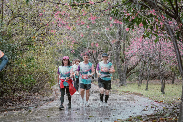 2026左岸竹東櫻花馬拉松Zhudong Sakura Marathon