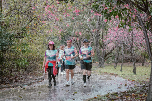 2026左岸竹東櫻花馬拉松Zhudong Sakura Marathon