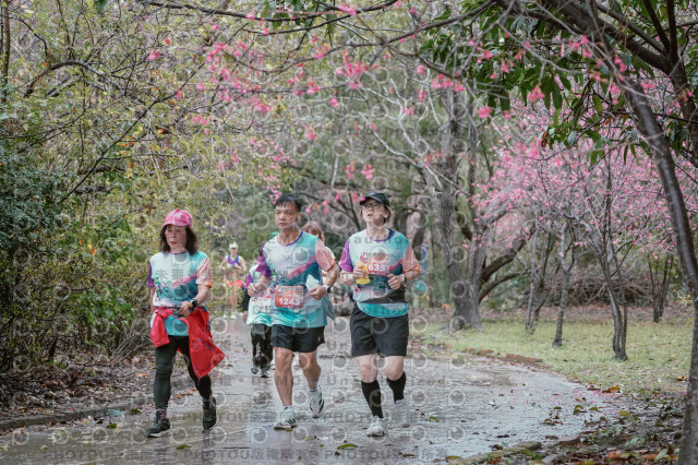 2026左岸竹東櫻花馬拉松Zhudong Sakura Marathon