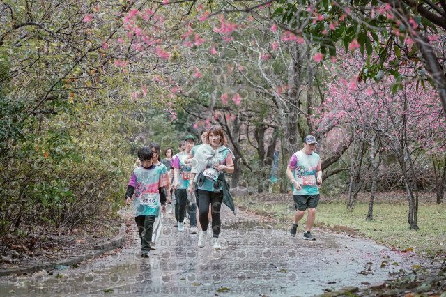 2026左岸竹東櫻花馬拉松Zhudong Sakura Marathon