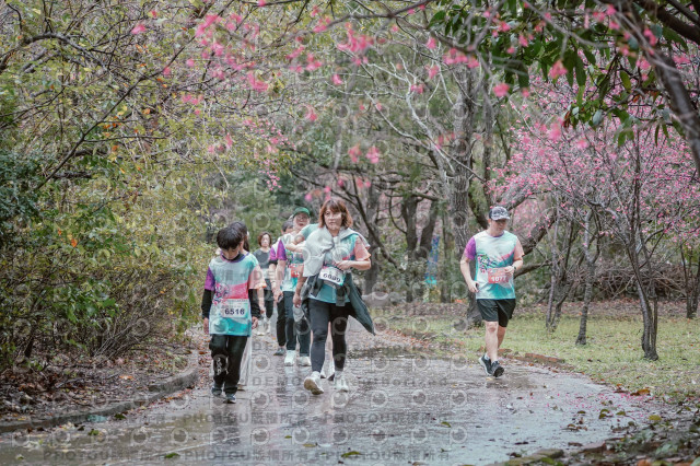 2026左岸竹東櫻花馬拉松Zhudong Sakura Marathon