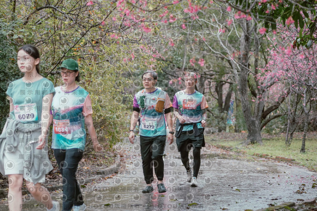 2026左岸竹東櫻花馬拉松Zhudong Sakura Marathon