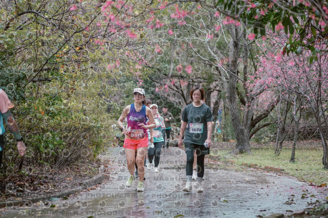 2026左岸竹東櫻花馬拉松Zhudong Sakura Marathon